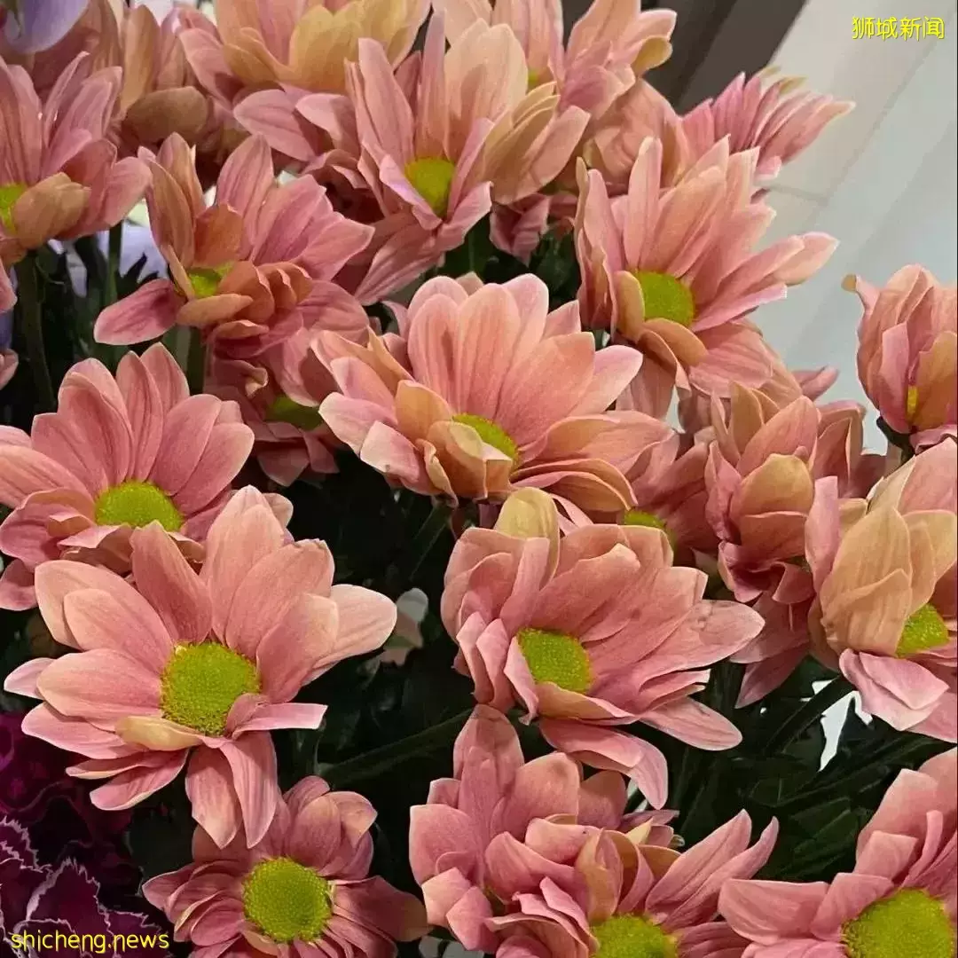 鮮花在熱帶也能養1個月？資深花友新加坡買花、養護大揭秘