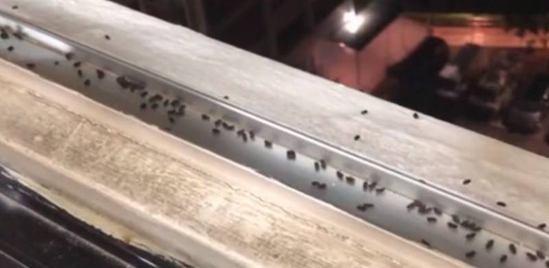 OMG！新加坡西部惨遭黑虫入侵，有人已被咬到头皮痒