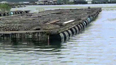 新加坡巨型鳄鱼出没码头,蟒蛇潜入住宅区吞猫