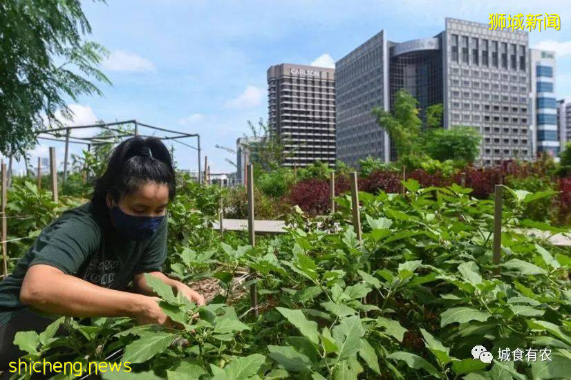 新加坡的城市农业，致力于用好每一寸土地