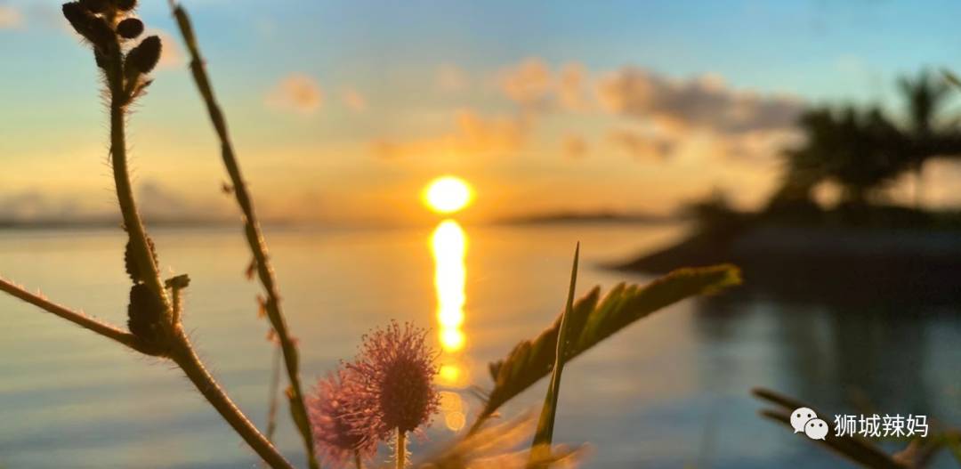 新加坡最好玩的海灘公園!趕海、騎馬、劃艇、樹籬迷宮、燒烤露營,超適合家庭出遊