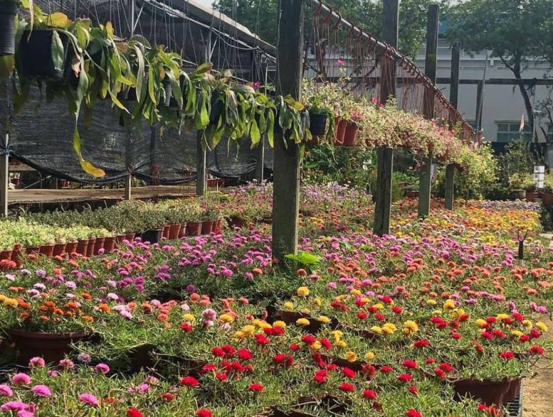 World Farm新加坡超大苗圃花市!绿植、盆栽、花卉都在这🌹 约会遛弯新去处