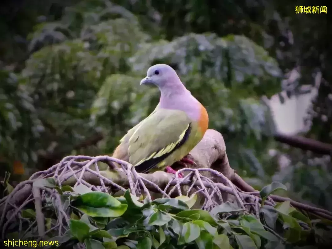 超级奶爸!带着2岁女儿骑行17小时166公里,环游新加坡