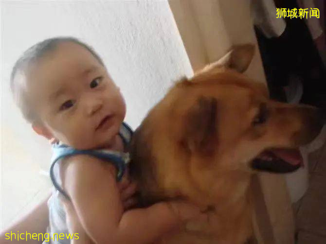 “我最亲爱的四喜走了,带走了我在新加坡16年的青春和回忆...”