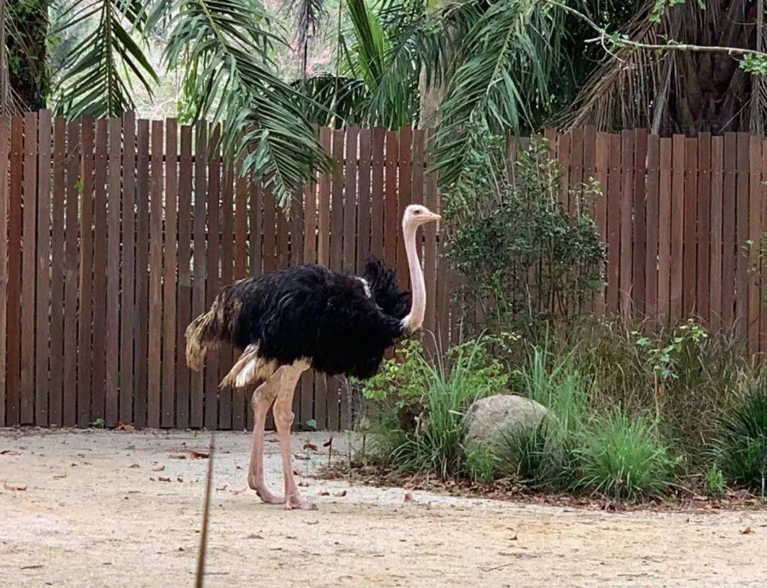 行走獅城——新加坡動物園