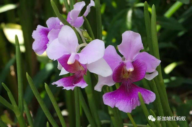 中國有桌球外交，新加坡有胡姬花外交，藏著許多鮮爲人知的有趣故事