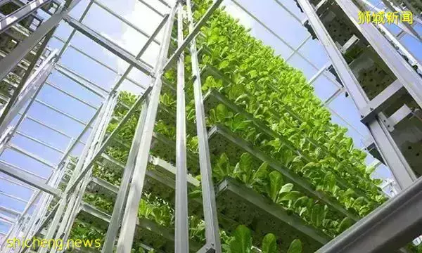 新加坡农业大玩创新:有限资源产出无限可能