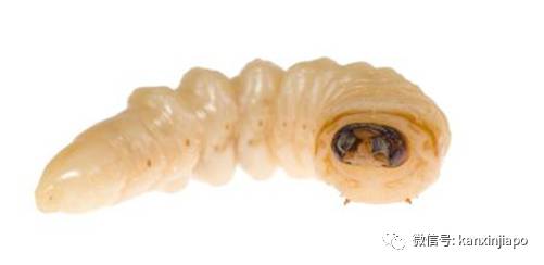 新加坡糖尿病不截肢，国大医院请蛆虫帮忙