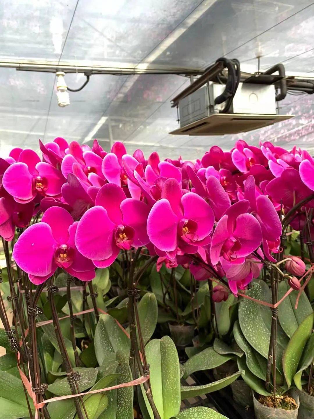 叮咚!你有一個情人節蛋糕請簽收!比玫瑰還好看的花也來了