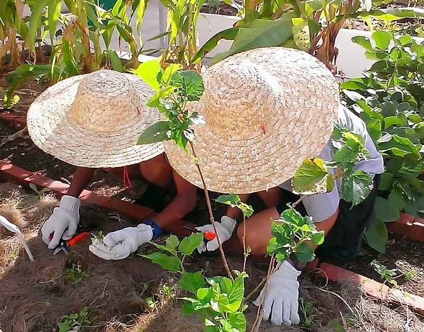 種水稻，摘蘑菇，新鮮蘆荟飲品！藏在新加坡的7大蔬菜農場我找到啦