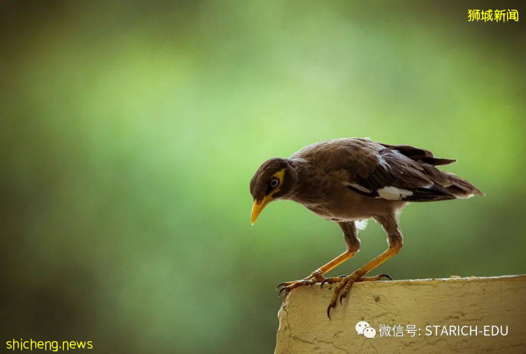 新加坡租屋区出现鸳鸯!你认识坡岛上这三种常见小鸟吗
