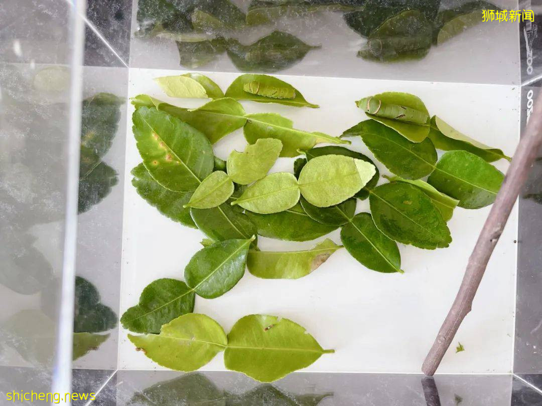 別人家養貓養狗當寵物,我兒子卻喜歡在新加坡養毛毛蟲