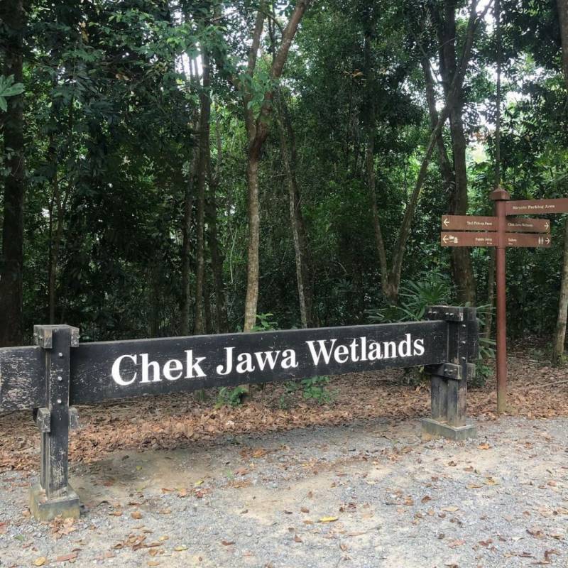 新加坡多元化自然生态！Chek Jawa Wetlands 岛上湿地公园🏝 徒步探索、沿海浮桥邂逅美景