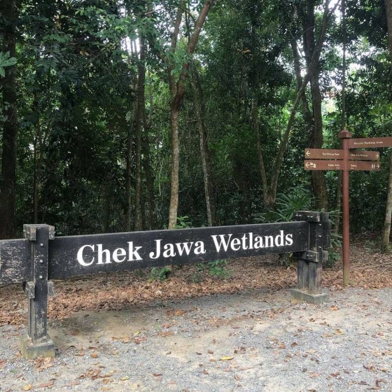 新加坡多元化自然生態!Chek Jawa Wetlands 島上濕地公園🏝 徒步探索、沿海浮橋邂逅美景