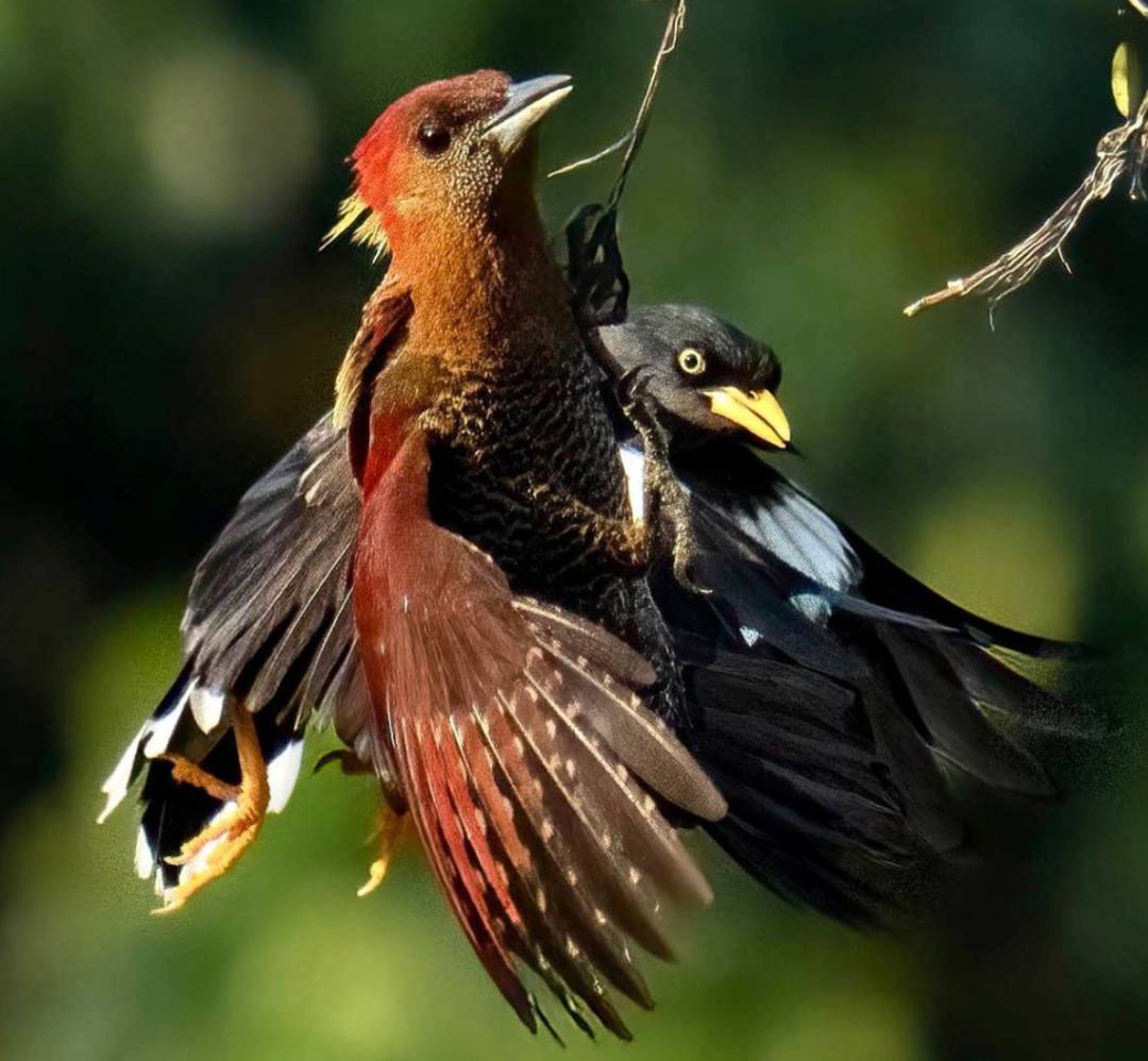 实拍新加坡八哥大战啄木鸟!过程太刺激