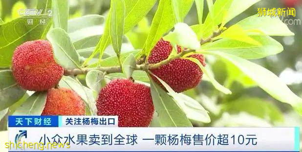 这种国内我们常吃的水果,欧洲10元一颗,狮城客商一口气买两吨