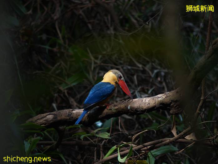 新加坡文化遺産節周五線上舉行,80項精彩活動免費參加!