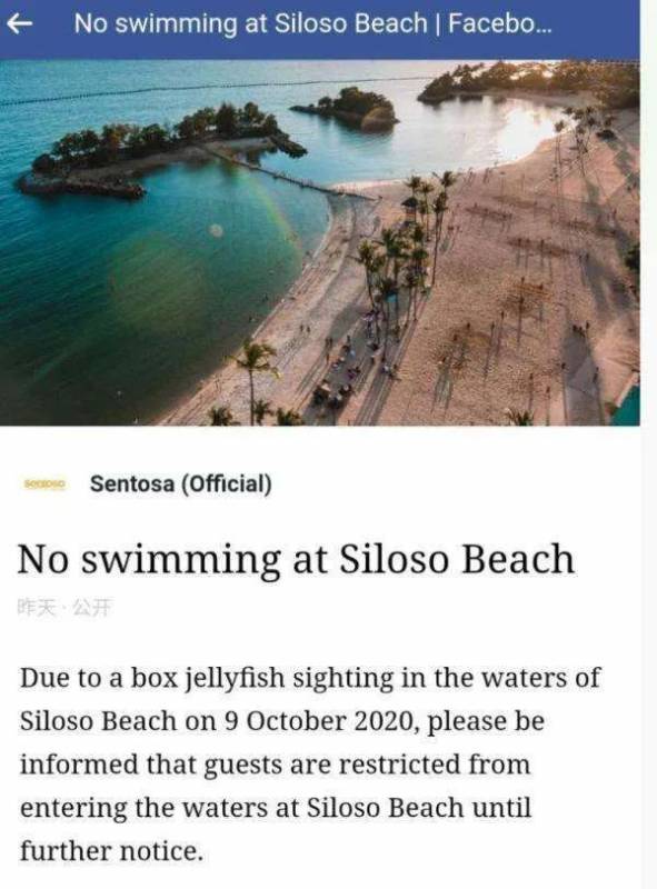 有毒水母泛滥新加坡海滩！圣淘沙禁止游泳，巴西立海边也有