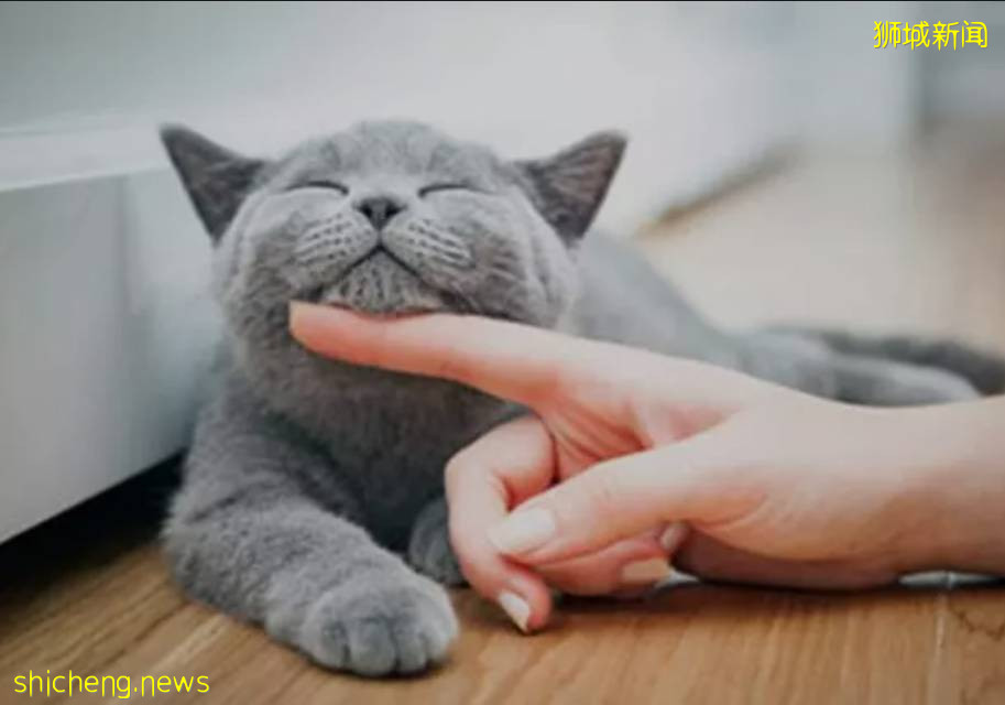 新加坡鬼畜喵喵为玩水，居然用小爪子偷偷打开铲屎官家的水龙头