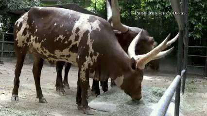 新加坡總理李顯龍魔性拜年視頻火了！各部長花式拜年，竟有財神爺上門討債