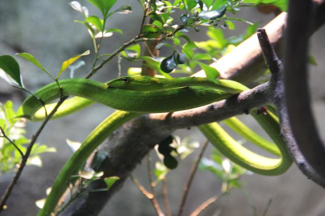 世界十大动物园之一：新加坡动物园，确实不一样