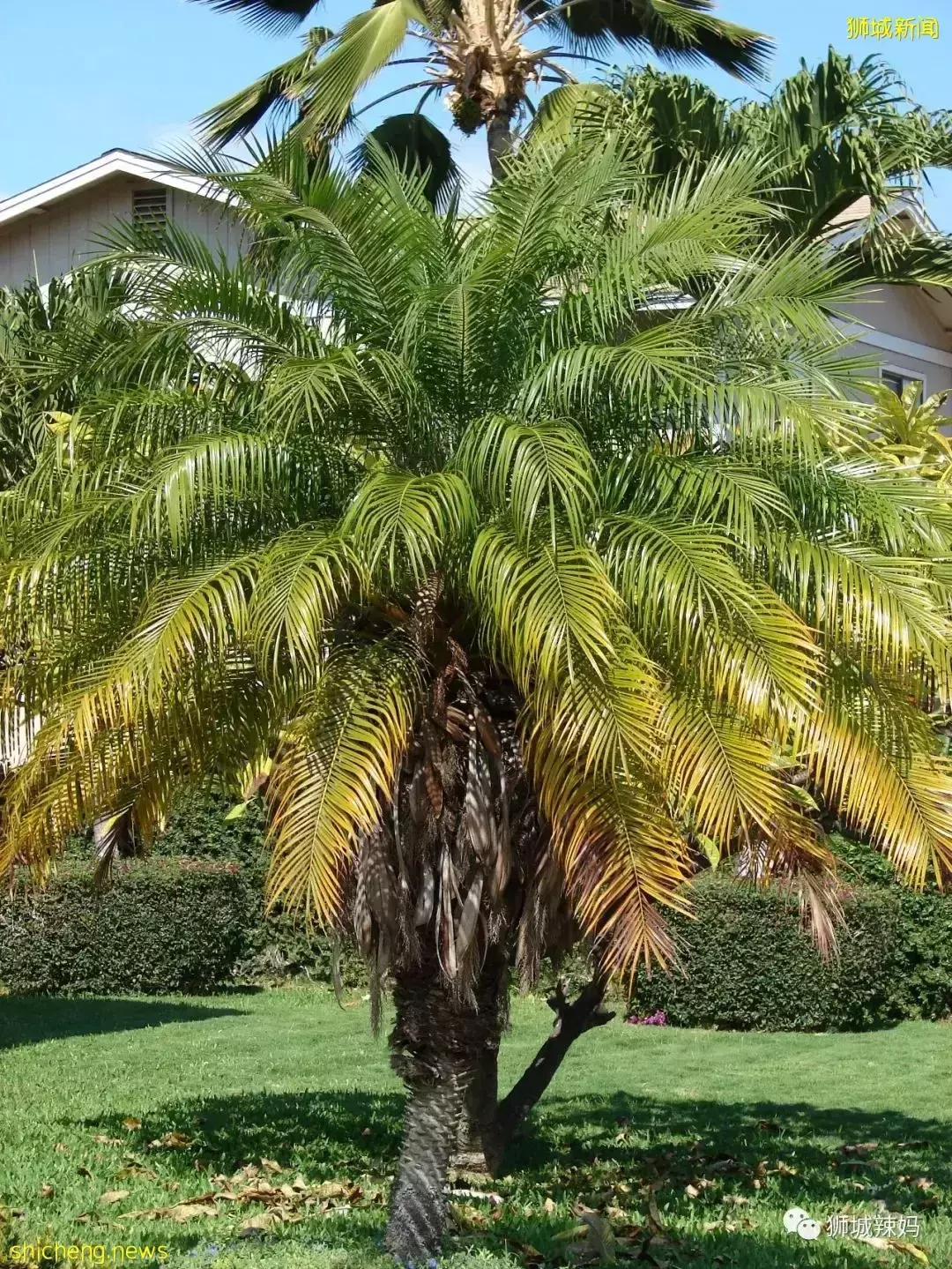 拿著鏟子、放大鏡、昆蟲觀察箱,帶娃去新加坡昆蟲森林冒險