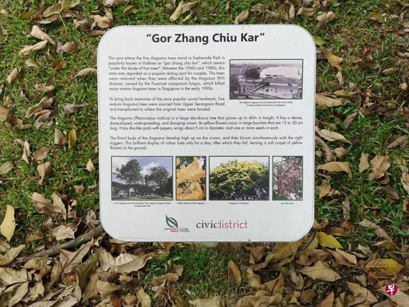 新加坡是花園城市，但你可知道承載最多集體回憶的“五棵樹下”在哪裏