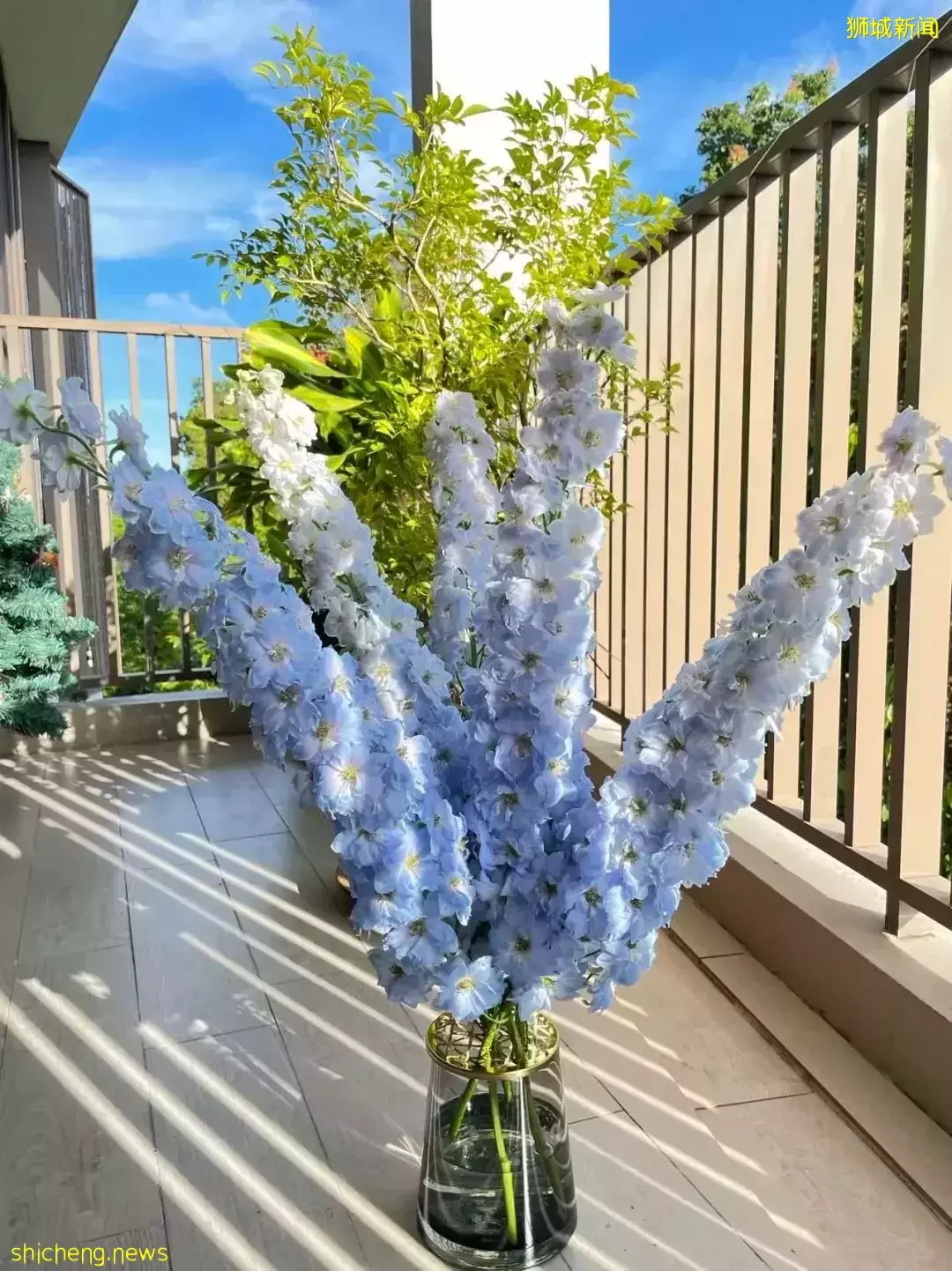 鮮花在熱帶也能養1個月？資深花友新加坡買花、養護大揭秘