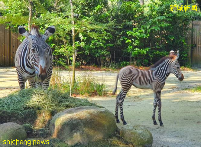 快來圍觀啦！新加坡動物園新生細紋斑馬寶寶昨日首秀