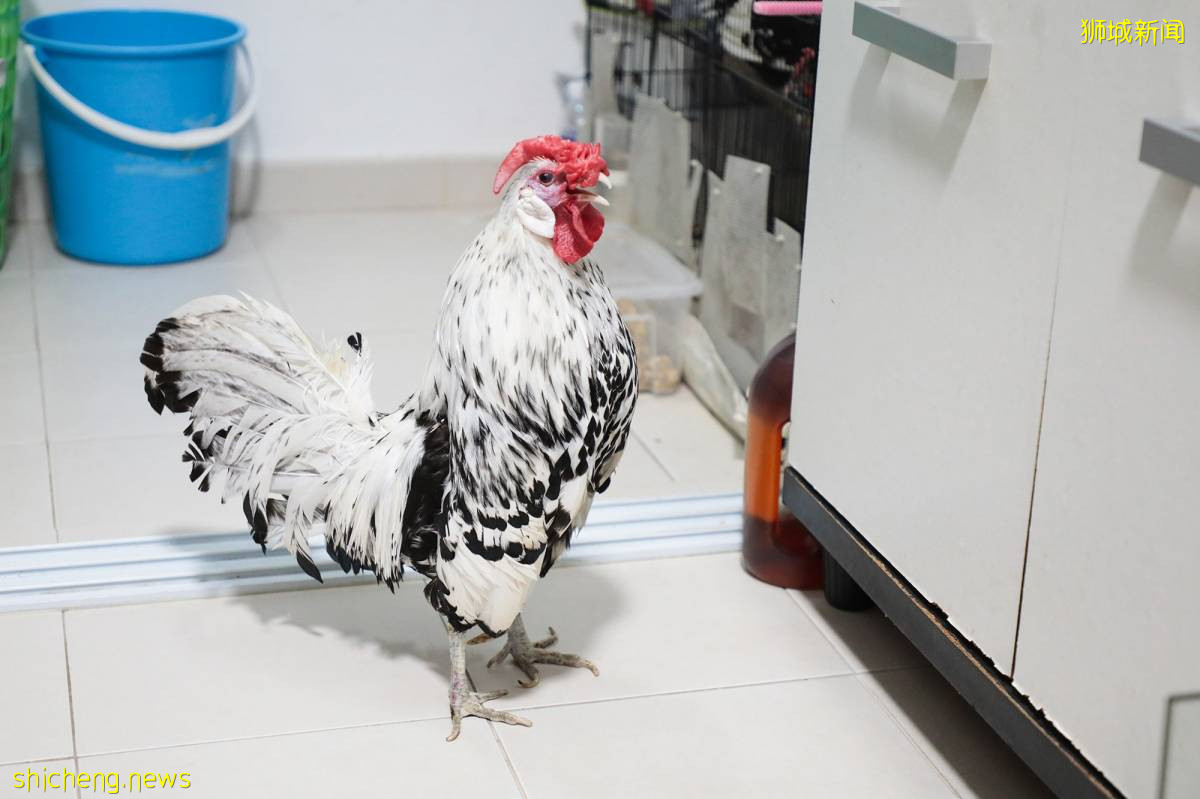 宠物鸡“跳楼” 奇迹生还