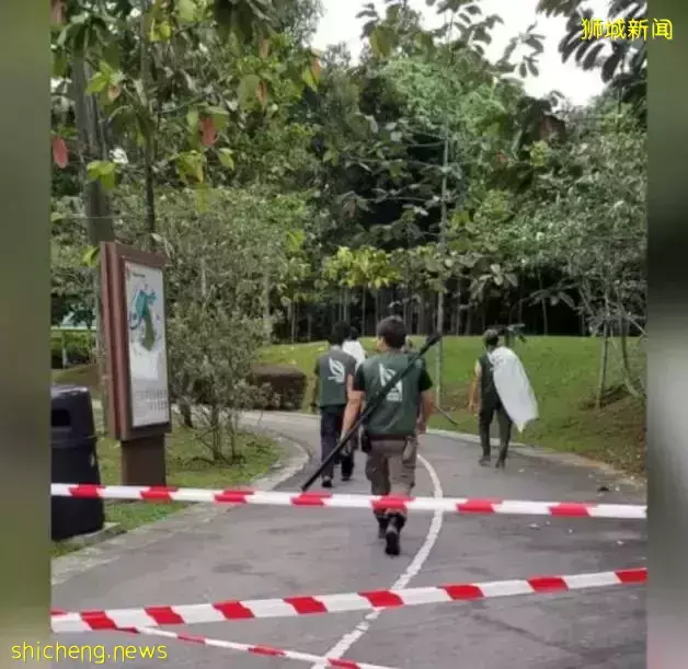 新加坡野猪伤人事件,现场画面首次曝光