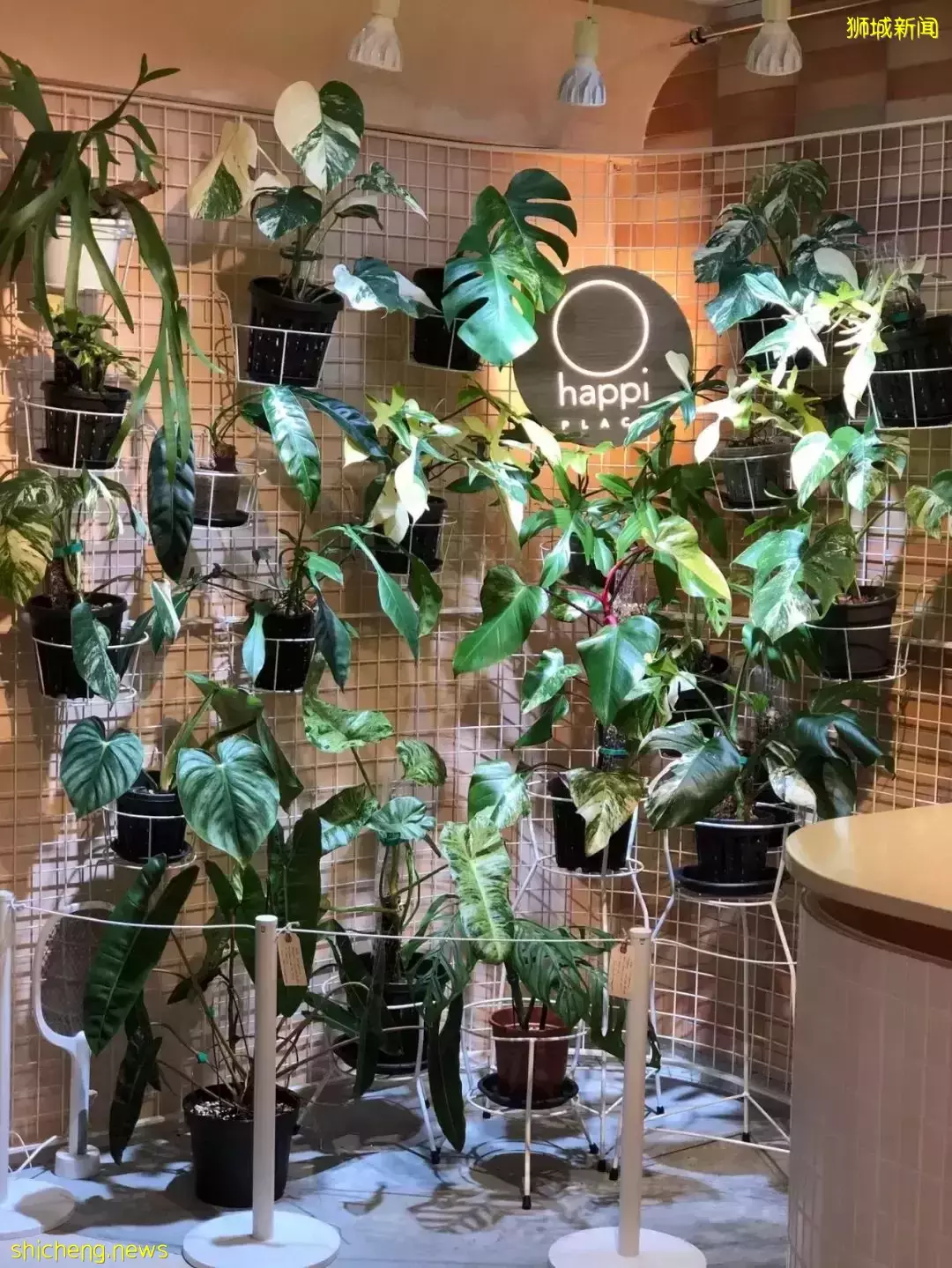 $3.8起,12家火遍全網的意式冰淇淋店,高顔值又好吃