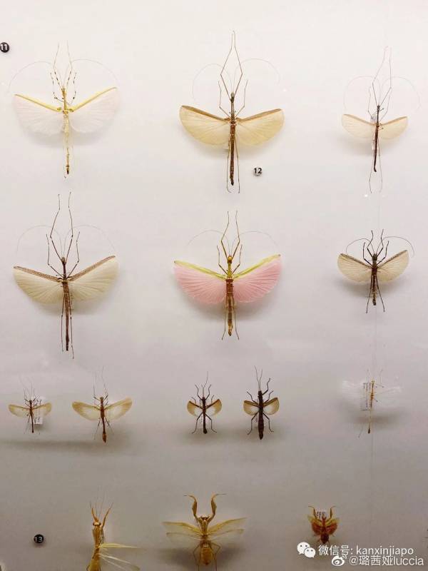 終于可以“出國”了?新加坡原來還有這些秘密基地