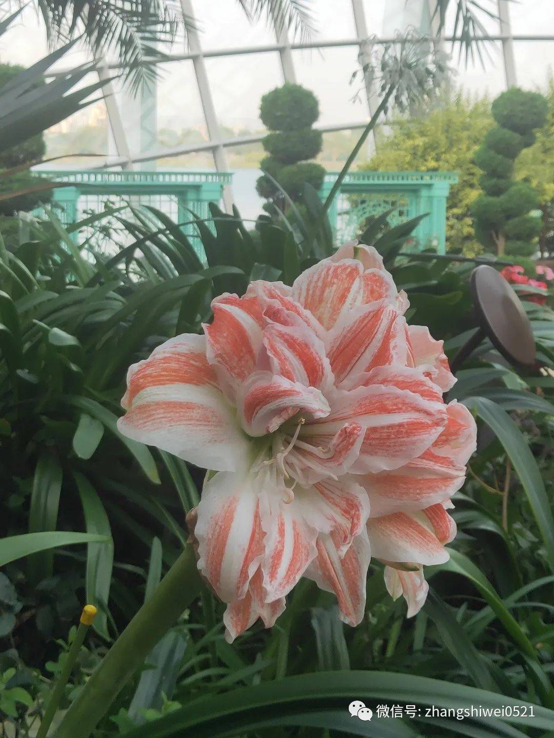 新加坡遊記系列 常規又不常規的獅城遊覽