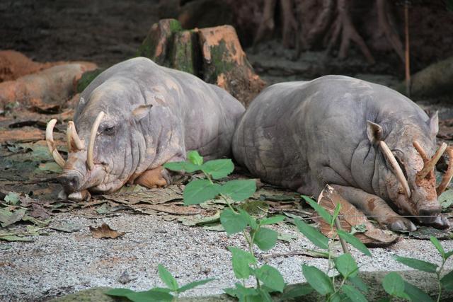 世界十大动物园之一：新加坡动物园，确实不一样