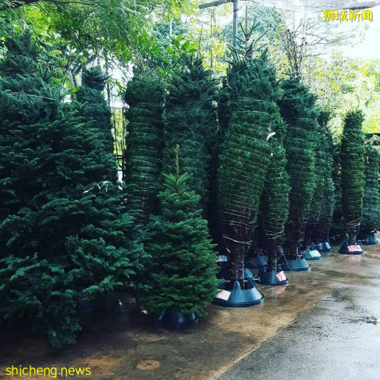 迎接溫暖聖誕季~新加坡這10個地方可以買到聖誕樹,快布置起來