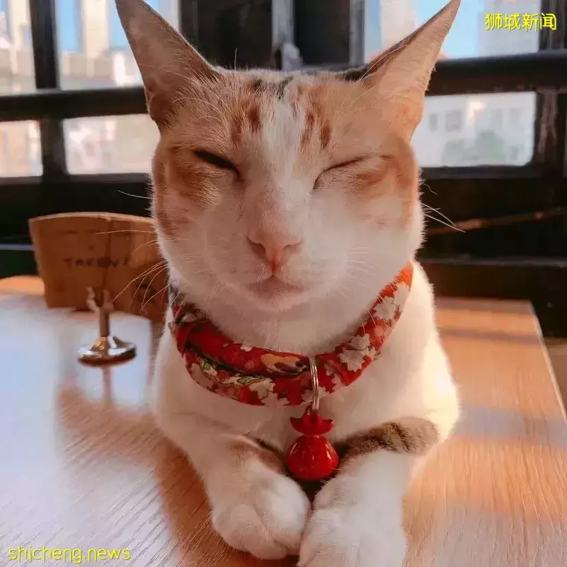 吸猫撸狗不是梦，5家新加坡宠物咖萌到犯规