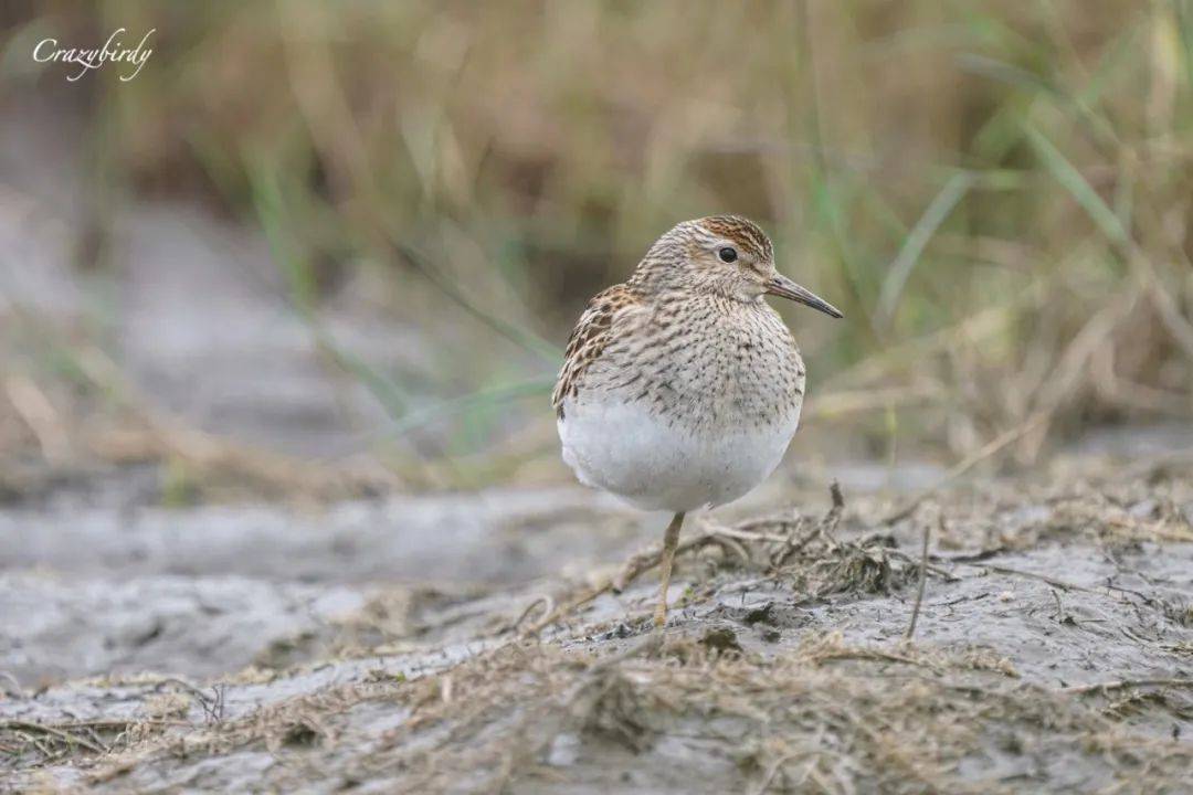 3天小長假！請來新加坡最美的濕地，超500種熱帶動植物免費看