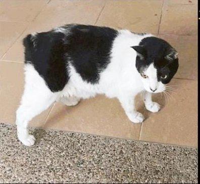 黑白猫“阿牛”疑被杀 尸体遭挂在栏杆上