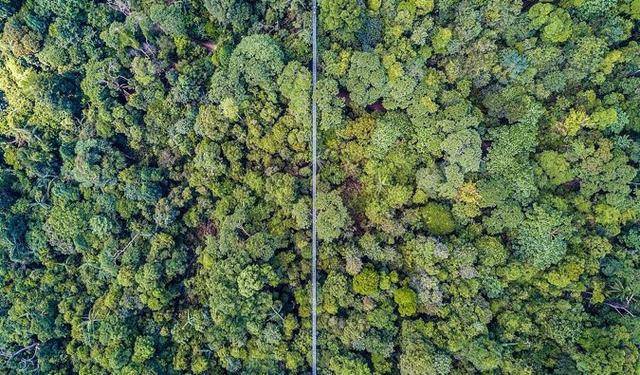 新加坡必看景点，世界上最好的动物园vs超级树，你想看哪个