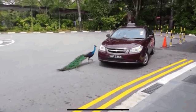 新加坡的野生动物也太不好惹了吧