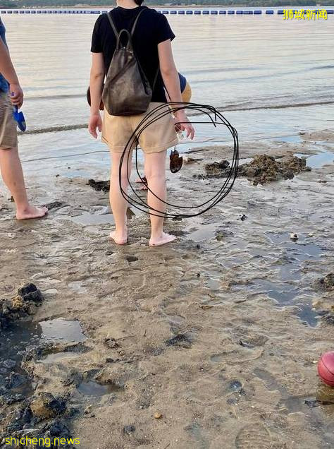 保护新加坡海洋生态,请勿随意捕捉海洋生物