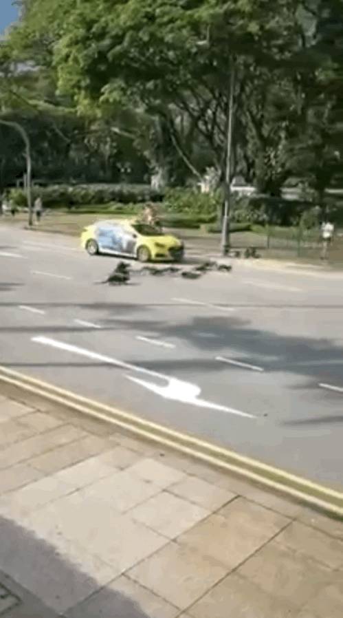 上周末!新加坡鳄鱼生吞大蜥蜴,水獭横穿乌节路