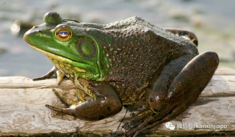 新加坡水库岸边布满密密麻麻无数粉红蛋!貌似外星物种入侵