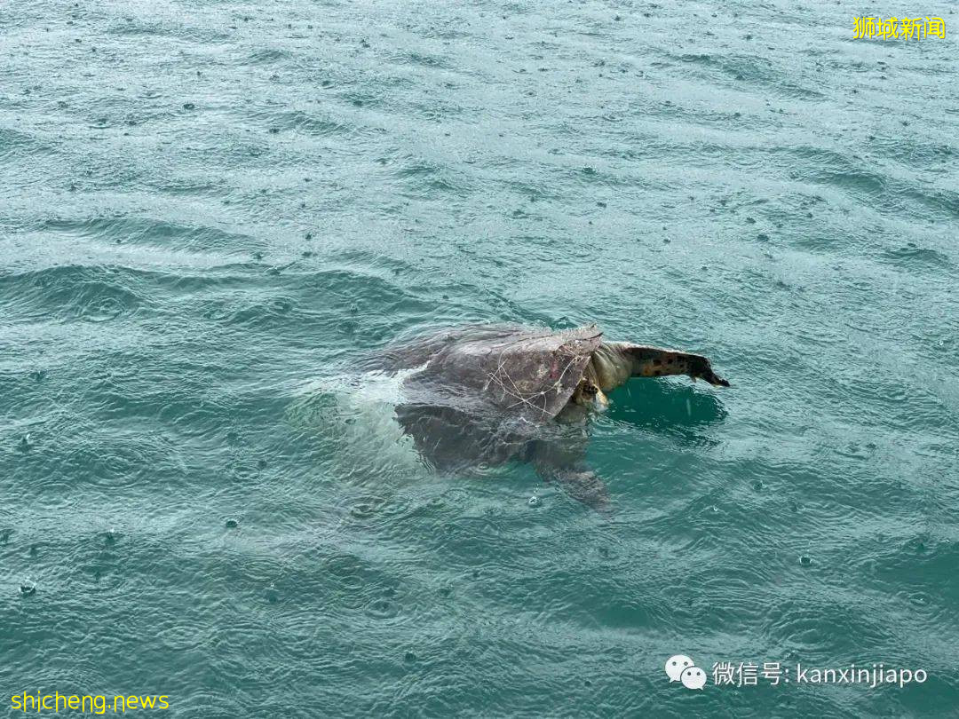 数十只幼年礁鲨、螃蟹、鱼在新加坡外岛被长500米刺网勒死