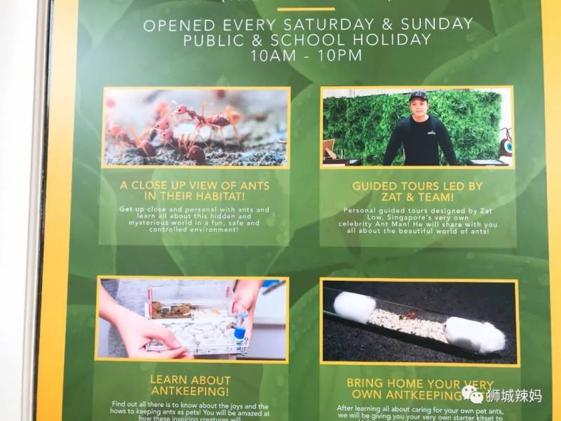 亞洲第一的螞蟻博物館居然在新加坡