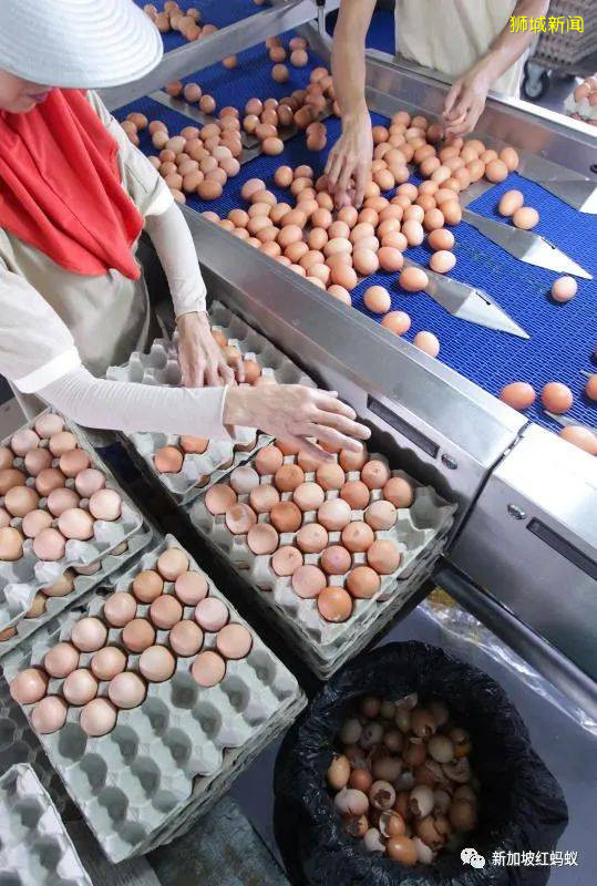 中国人对进口食品情有独钟，新加坡人却偏爱国产和马国鸡蛋！　真有那么好吃