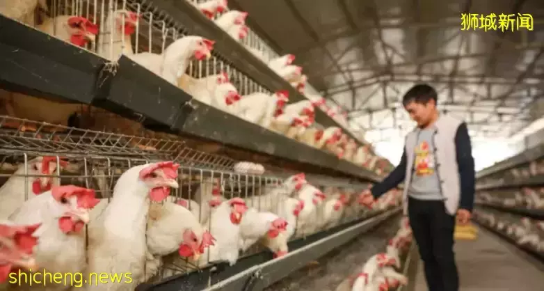 新加坡“雞肉荒”解決了!印尼進口10萬斤雞肉即將開賣