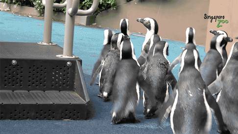 疫情下全世界动物园经营困难,新加坡Zoo开启“微赞助”模式