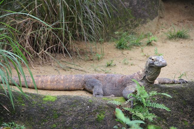世界十大动物园之一：新加坡动物园，确实不一样